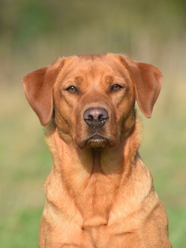 Gem, Labrador Bitch – Bawden Flight Gun Dog Breeding Centre